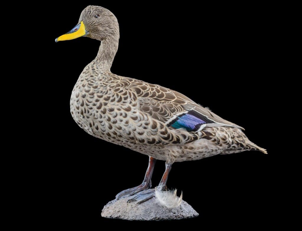 Yellow Billed Duck Fullmount 20160801 0058