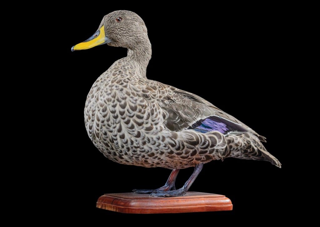 Yellow Billed Duck Fullmount 20160801 0059