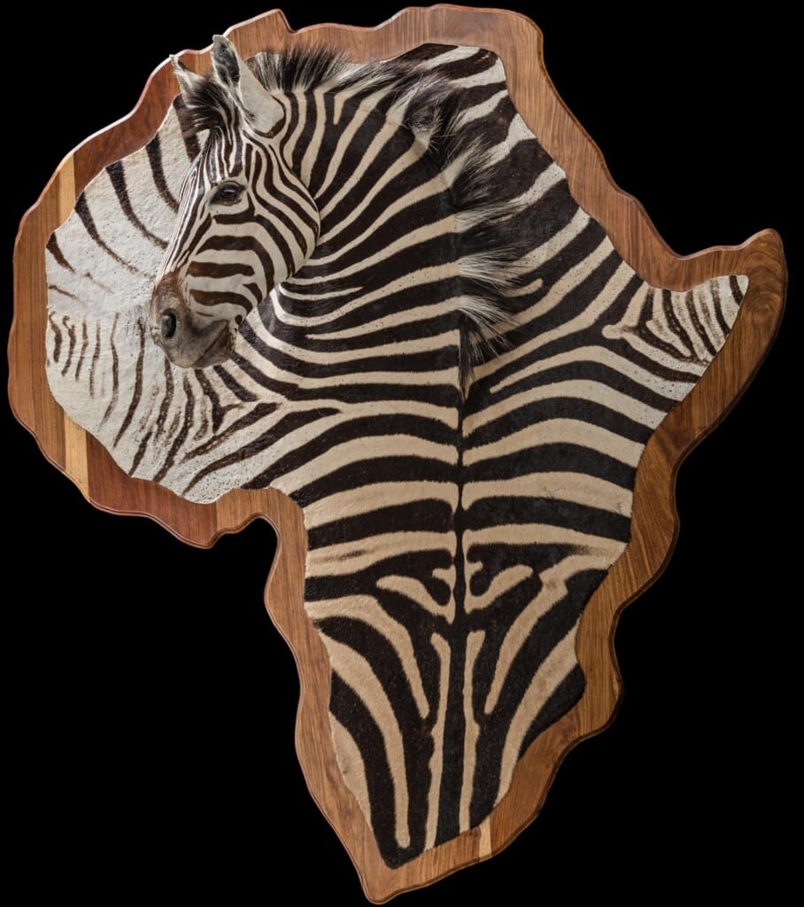 Zebra 3D Portrait Mount on Africa Shape Shield 20200303 1423