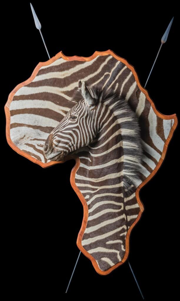 Zebra 3D Portrait Mount on Africa Shaped Shield with Spears 20160511 1427