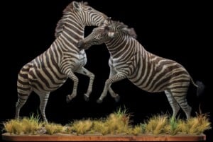 Zebra Fullmount Combination 20170328 1418