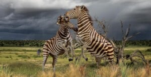 Zebra Fullmount Combination 20170328 1422