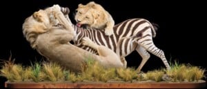 Lion and Zebra Fullmount Combination 20171107 0958