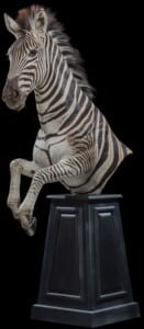 Zebra Halfmount Pedestal 20220830 1438