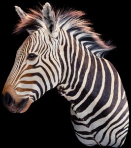 Zebra Shouldermount R/T 20200123 1449