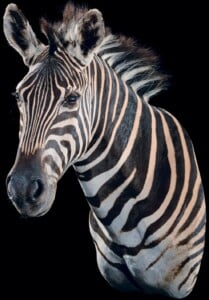 Zebra Shouldermount 20220824 1448