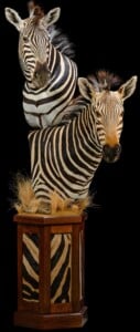 Zebra Pedestalmount Combination Custom Base with Inlay 20220805 1445