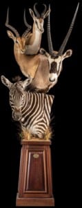 Gemsbuck Oryx, Zebra, Impala and Springbuck Pedestalmount Combination 20220901 1262