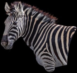 Zebra Wall Pedestalmount L/T Curvedback 20191024 1447