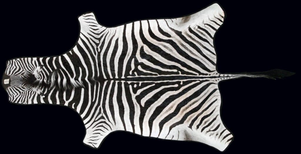 Zebra Flat Skin Tan and Felt 20091111 1435