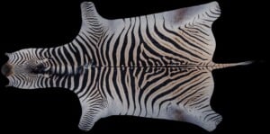 Zebra Flat Skin Tan and Felt 20191115 1433
