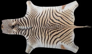 Zebra Flat Skin Tan and Felt 20220830 1431