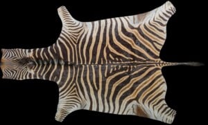 Zebra Flat Skin Tan and Felt 20220830 1432