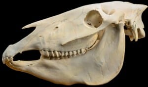 Zebra Fullskull 20220805 1463