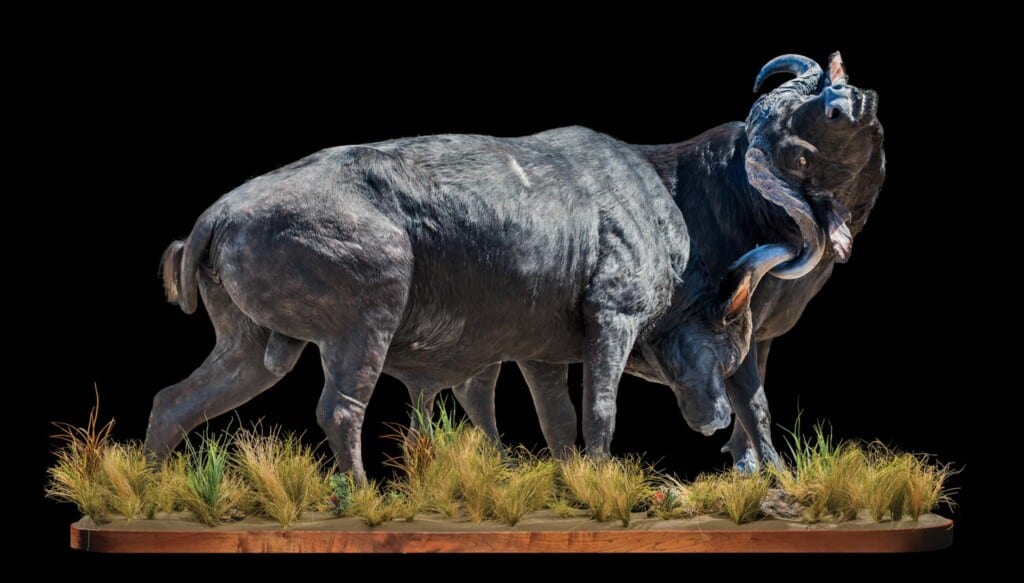 Buffalo Fullmount Combination Fighting 20220830 0016