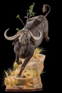 Buffalo Fullmount Charging on Custom Base 20190531 0012