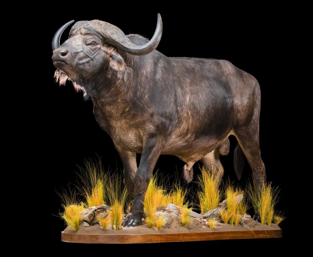 African_Buffalo_Fullmount_20200811_0014