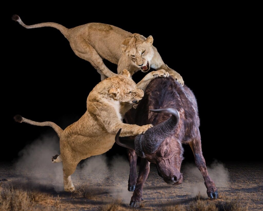 Lion and Buffalo Fullmount Combination 20210121 0019