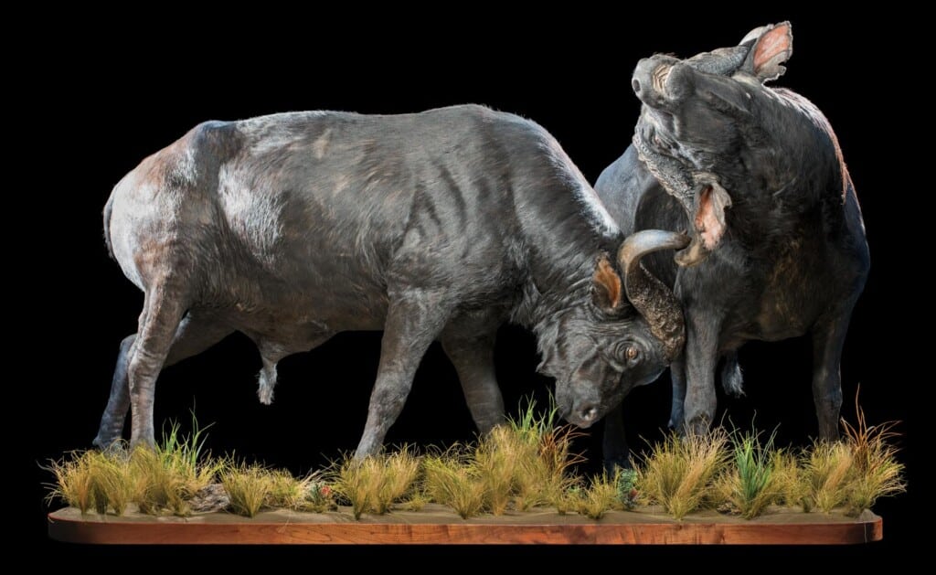 Buffalo Fullmount Combination Fighting 20220830 0015