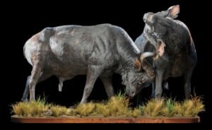 Buffalo Fullmount Combination Fighting 20220830 0015