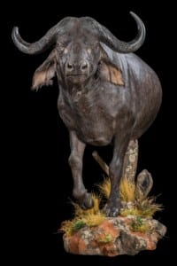 Buffalo Halfmount Left Turn 20180626_0022
