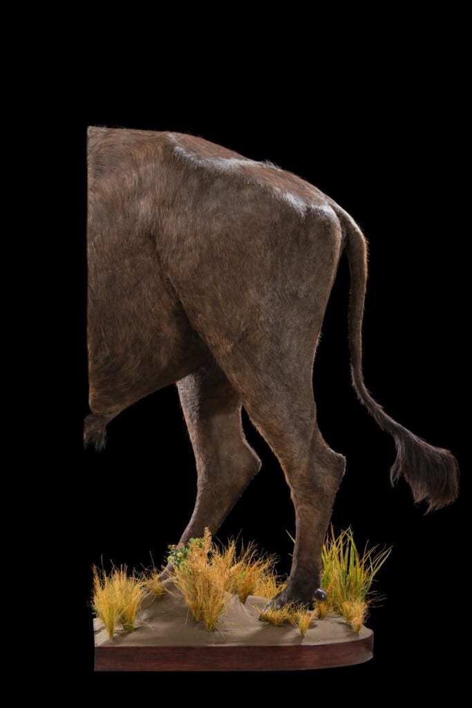 Buffalo Back Halfmount 20181003 0021