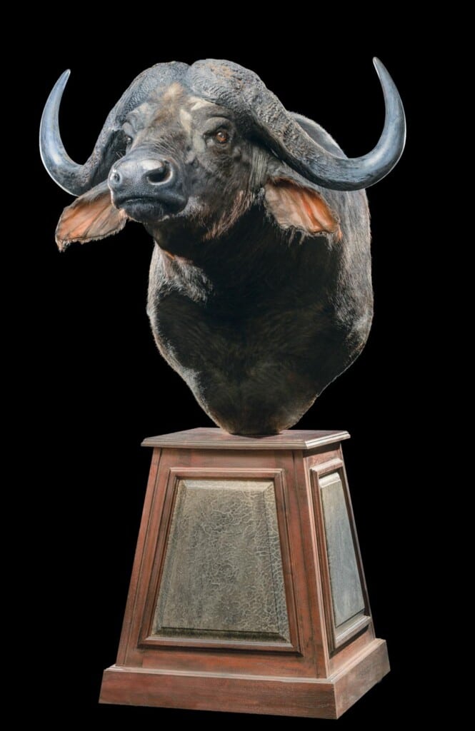 African_Buffalo_Shoulder_Pedastalmount_20160628_0033