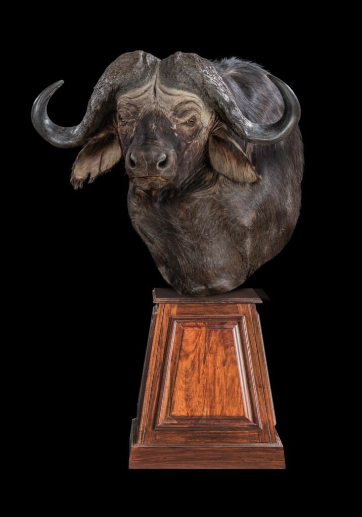 Buffalo Pedastalmount 20180626 0030