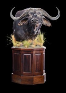Buffalo Pedestalmount Right Turn Custom Octagon base with Habitat 20190704 0028