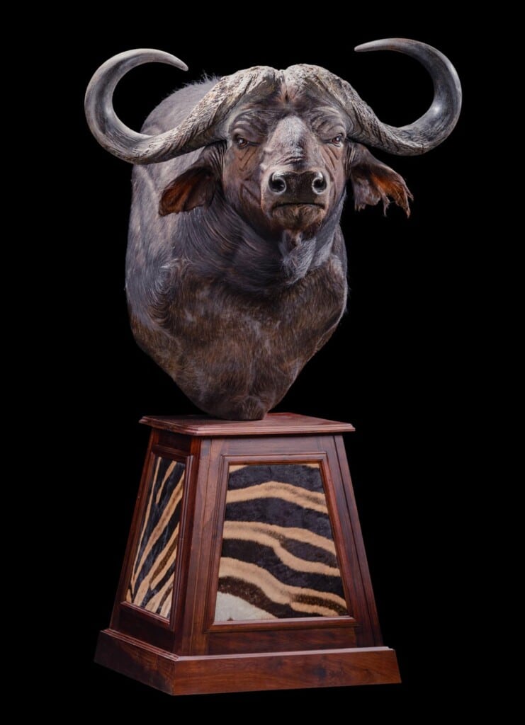 Buffalo Pedestalmount Right Turn on Custom Base with Zebra Skin Inlays 20190927 0029