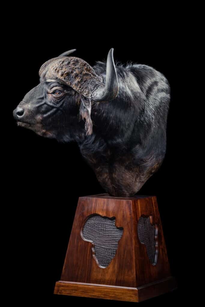 Buffalo Pedestalmount Right Turn with Africa shape Leather Inlays 20191115 0031
