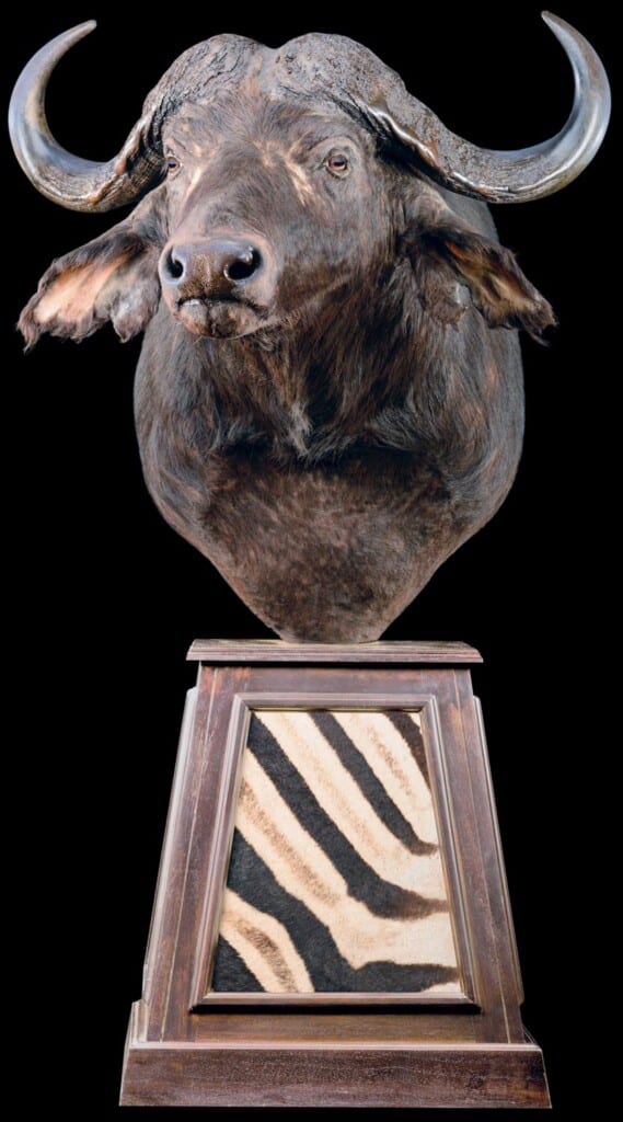 Buffalo Pedestalmount Right Turn on Custom Base with Zebra Skin Inlays 20220824 0027