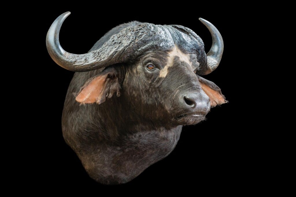Buffalo Shoulder Mount Slight Left Turn 20170717 0036