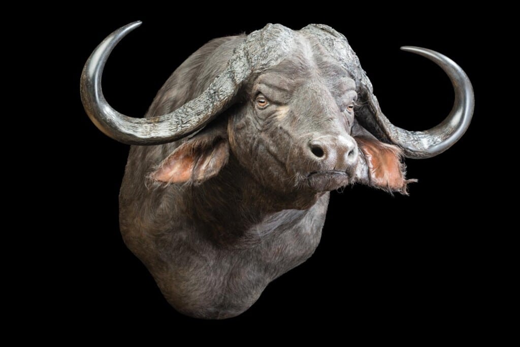 Buffalo Shouldermount 20170717 0040