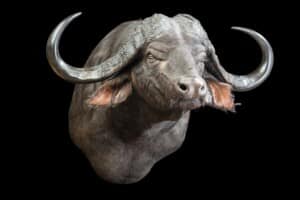 Buffalo Shouldermount 20170717 0040