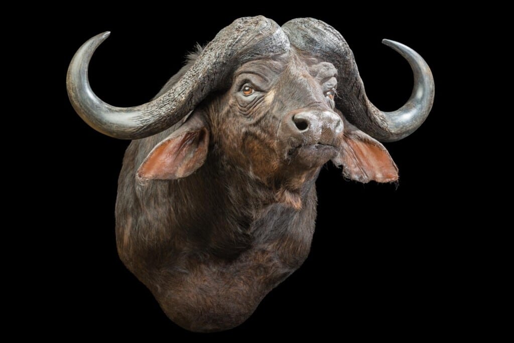 Buffalo Shouldermount 20170717 0043