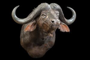 Buffalo Shouldermount 20170717 0043