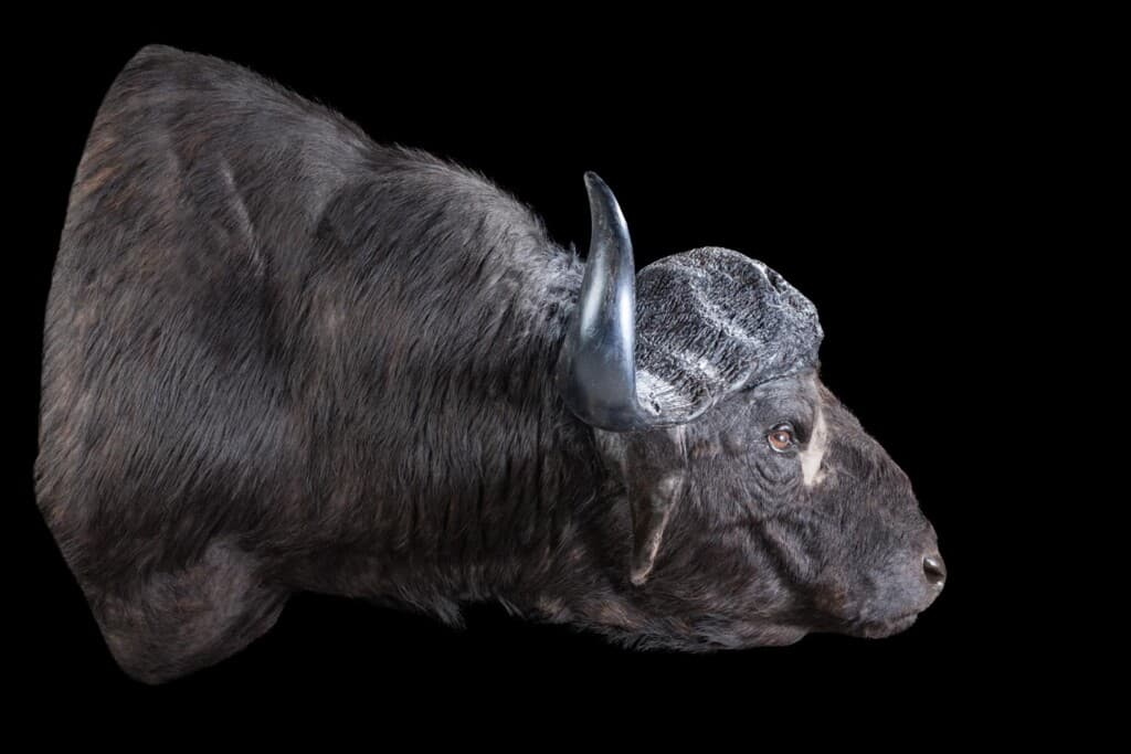 Buffalo Shouldermount Sneak 20180313 0039