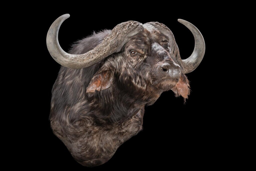 Buffalo Shouldermount 20190903 0045