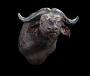 Buffalo Shouldermount Right Turn 20191024 0035