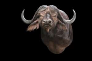 Buffalo Shouldermount Left Turn 20200303 0038