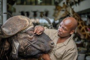 Buffalo Shouldermount 20211125 0074