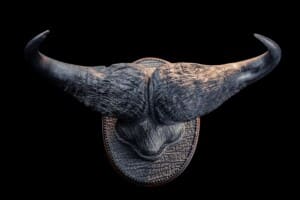 Buffalo Leather trimmed Skullcap Sheildmount with Leather Covered Shield 20200123 0068