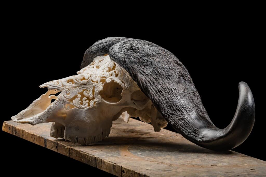 Buffalo Fullskull Carved 20190503 0071