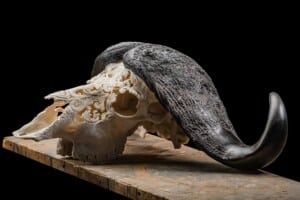 Buffalo Fullskull Carved 20190503 0071