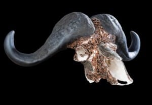 Buffalo Fullskull Mosaic 20180313 0073