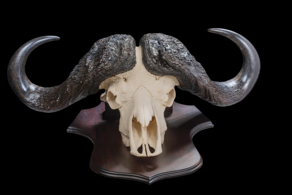 Buffalo Fullskull Shieldmount 20161111 0063