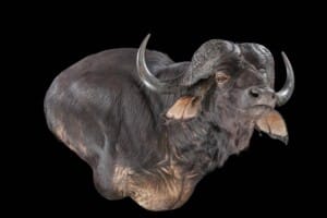 Buffalo Wall Pedestalmount Right Turn Flatback 20180507 0047