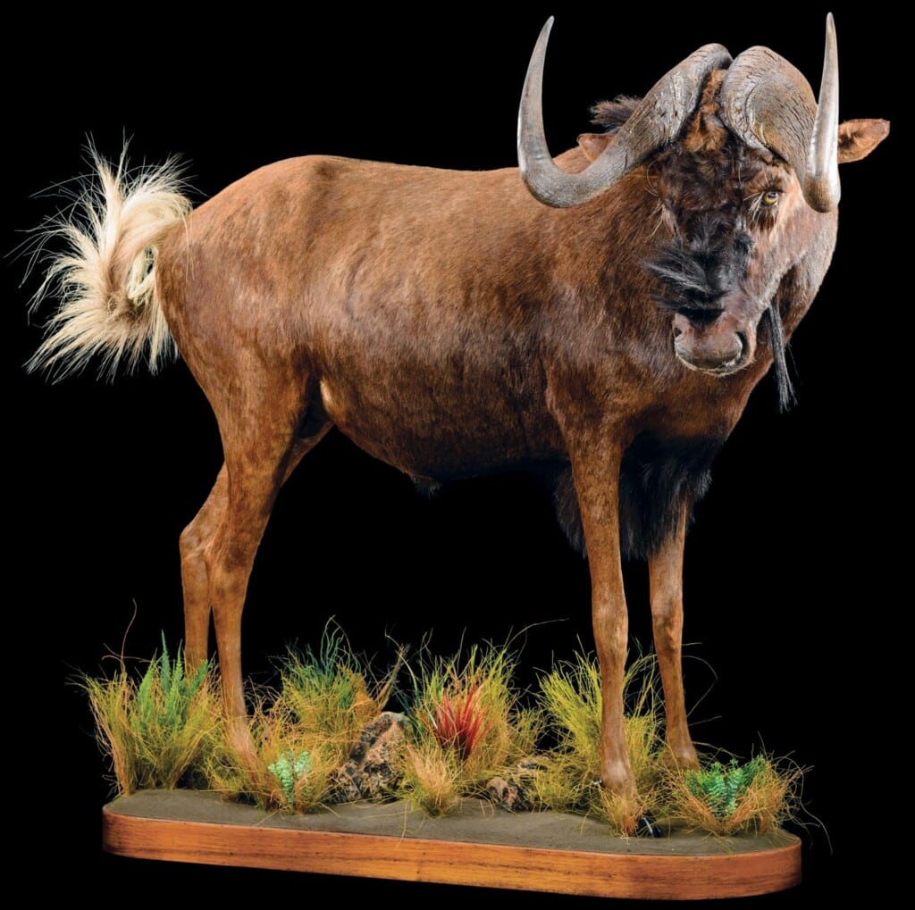 Black Wildebeest Fullmount Right Turn 20150701 1349