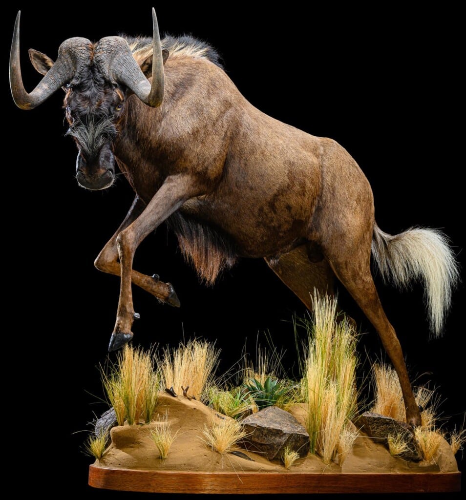 Black Wildebeest Fullmount Jumping 20220805 1354